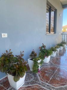 Κήπος έξω από το The Hideaway Guesthouse