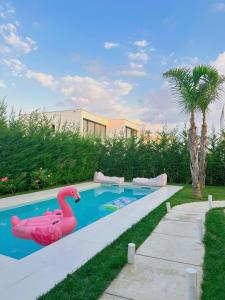 uma piscina com um flamingo rosa num quintal em San Pietro villa em Durrës