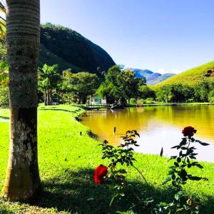 Un lago con patos en el agua y una palmera. en Fazenda inteira e centenária para seu grupo, en Bom Jardim