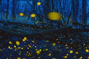 una foresta piena di palle gialle di KAMENOI HOTEL Aso ad Aso