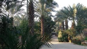 um grupo de palmeiras numa entrada em Palms view hotel em Faisalabad