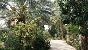 eine unbefestigte Straße mit Palmen und Büschen in der Unterkunft Palms view hotel in Faisalabad