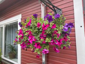 a hanging basket of flowers on the side of a house at Emmaste Teemaja in Emmaste