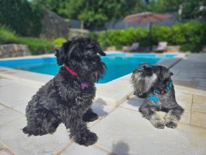 Dois cães estão ao lado de uma piscina em Villa Bellina Muraj em Kornic
