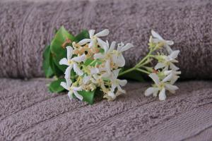 Fotografie z fotogalerie ubytování Villa Dana v destinaci Ixia