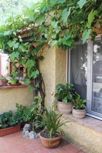 a group of potted plants sitting in front of a window at La casina di mezzo - Tiny House in Camaiore