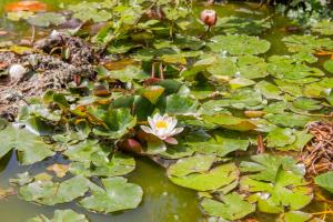 Κήπος έξω από το Villa Ninfea wonderful garden, business & relax +47 φωτογραφίες