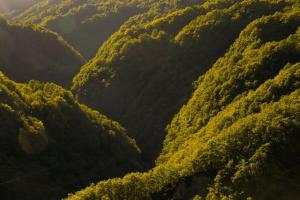 a forest filled with lots of green trees at Wild Valley Secluded Apartment 1, Valle Onsernone in Loco +1 photo