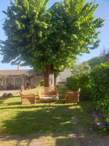 a group of chairs under a tree in a yard at L'école buissonnière in Laroque-dʼOlmes