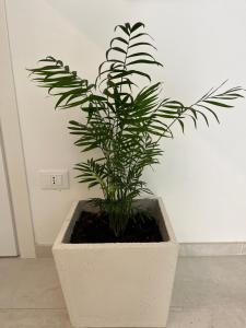 una pianta in una pentola bianca in una stanza di Ars de mar a Martinsicuro