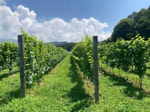 a row of vineyards in a field of grapes at vacation house WAKURA わ蔵 in Tomi
