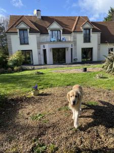 un cane in piedi di fronte a una casa di L'Orée du Mont proche du mont saint Michel a Pontorson