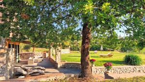 un albero in un cortile con panchina e parco di Villa Maiora a Capri