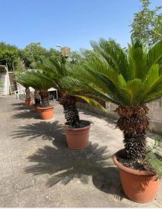 Una hilera de plantas en macetas con palmeras en ellas. en La dimora sul mare, en Castellammare di Stabia