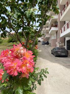 un ramo de flores rosas delante de un edificio en Beach Apartments Durres, en Durrës