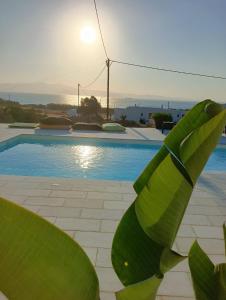 uma vista para uma piscina com uma grande planta verde em Plaka's house em Plaka