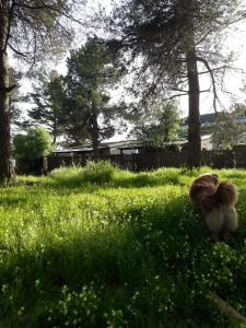 un petit chien marchant dans un champ d'herbe dans l'établissement Gate Away B&B Units - המקום באל רום, à El-Rom
