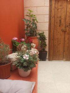un grupo de plantas en macetas sentadas en una cornisa junto a una puerta en Casa Ifestou en Rodas