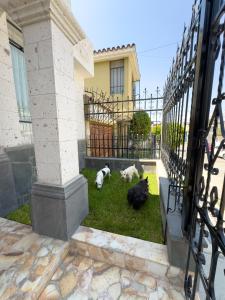 Gallery image of Casa Vallecito in Arequipa