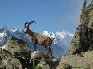 una cabra parada en la cima de una montaña rocosa en Le calme, le confort, la nature, skis aux pieds, à 15 kilomètres de Chamonix en Vallorcine