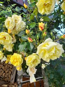 Galeriebild der Unterkunft Casa delle rose in Craveggia