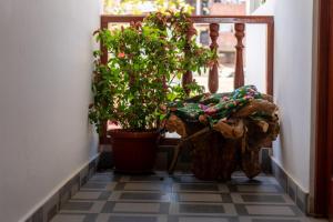 una pianta seduta accanto a una sedia in un corridoio di ValMas H a Chachapoyas