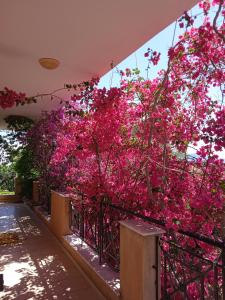 a bunch of pink flowers on a wall at Paulina's House in Politika