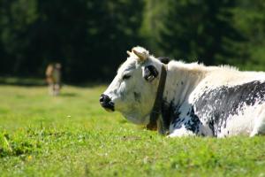 Φωτογραφία από το άλμπουμ του Gstattlhof Mountain Farmhouse σε Braies