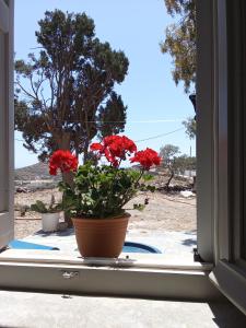 a window with a pot of red flowers in it at Blue Agave in Agios Sostis +3 photos
