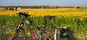ein Fahrrad, das vor einem Blumenfeld geparkt ist in der Unterkunft Luz de Carboneras in Carboneras de Guadazaón