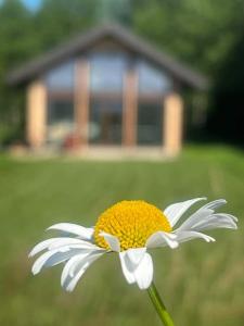 une fleur blanche et jaune devant une maison dans l'établissement Saaremaa majake mere ääres, à Torgu