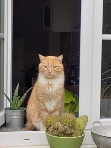 an orange cat sitting in a window next to plants at Le gîte aux ânes du Sancerrois in Menetou-Râtel