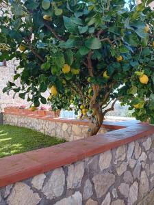 een citroenboom in een stenen muur bij Mira Mila in Massa Lubrense