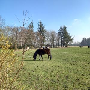 Zvířata v apartmánu nebo okolí