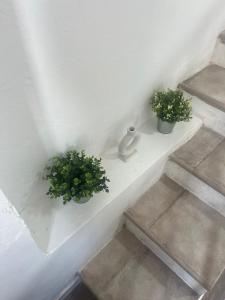two potted plants sitting on a stair case at MEDITERRANEAN HOUSE - Habitaciones Privadas en Casa Compartida in Mairena del Aljarafe