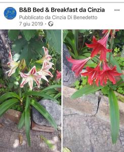 Fotografie z fotogalerie ubytování B&B da Cinzia v destinaci Pontecagnano