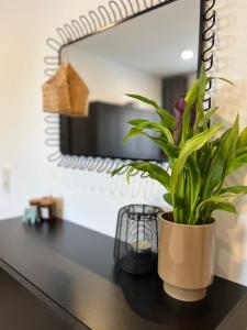 a plant sitting on a counter in front of a mirror at Stilvolles Gästezimmer für 2 in Pulheim