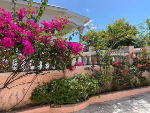 Κήπος έξω από το Moho's Cozy Bungalow