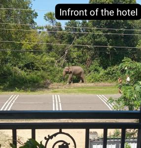 un elefante che cammina sul ciglio di una strada di Peacock Villa Resort a Udawalawe