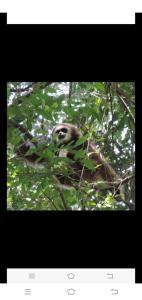 Animales en la pensión o alrededores