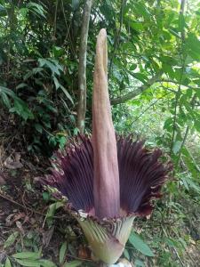 Fotografie z fotogalerie ubytování Orchid Bugalows. v destinaci Timbanglawang 1
