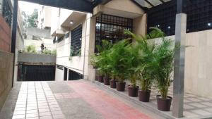 a row of potted plants on the side of a building at Hotel Plaza Venezuela in Caracas