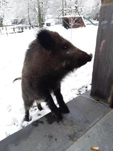 Živali poleg počitniške hiše oz. v okolici