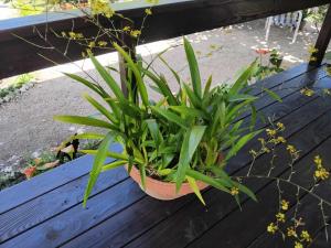 Gallery image of Fare Anuhe in Bora Bora