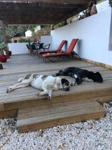 dos perros tirados en una terraza de madera en Finca Altozano - Private pool - Unique client, en Valle de Abdalajís