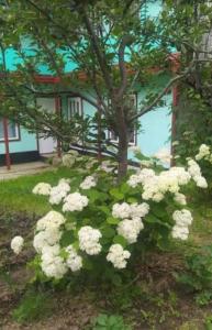 Zahrada ubytování Happy Family Guest House