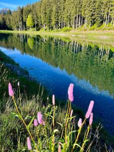 a body of water with pink flowers in the grass at Angererhof in Jochberg