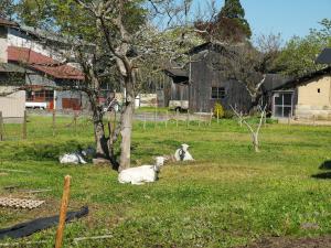 drei Schafe liegen im Gras neben einem Baum in der Unterkunft 白神山地の麓でヤギのいるゲストハウス　あわじ商店 in Fujisato