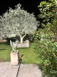 una pianta in un vaso in un giardino con un albero di Salento Villa Don Peppino a San Foca