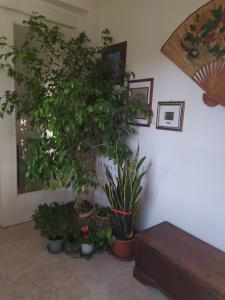 a room with potted plants on the wall at Casa vacanza "A Castelfranco d'Oglio" in Piadena